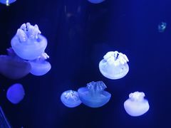 -青岛海底世界-水族馆