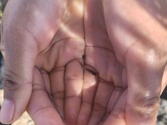 -大理.老字号渝记酸萝卜乌鱼(古城总店)