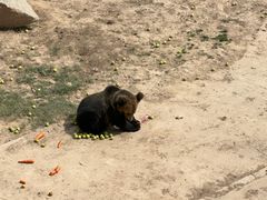 -青藏高原野生动物园