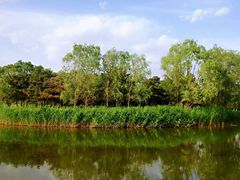 -大兴滨河森林公园