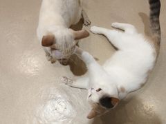 -藏猫猫咖啡主题馆(中央大道店)