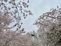 -武汉大学-樱园