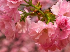 -天适樱花悠乐园