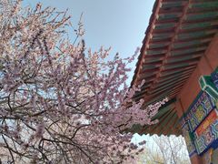 -桃花堤公园