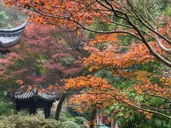 -十八棵（老龙井）御茶园(老龙井店)