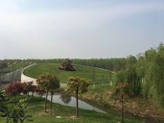 -合肥滨湖国家森林公园