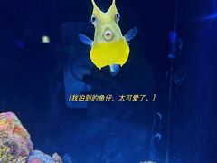 -上海海洋水族馆