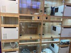 -山宅一喵德文卷毛猫舍