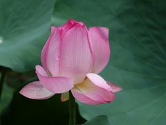 景点-荔湾湖公园