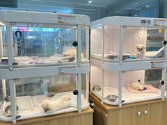 -翊宠yipet猫狗购宠庄园犬舍•猫舍