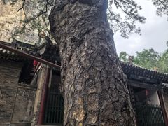 -藏山旅游风景区