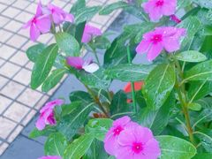 -椰荟四季音乐主题餐厅(大芬店)