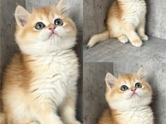 -小猫来了·猫舍(红山六九七九店)