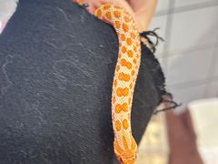 -酷以爬仙阁实体爬宠店·守宫·蜥蜴·专业繁育