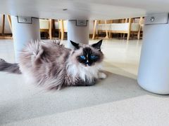 -藏猫猫咖啡主题馆(中央大道店)