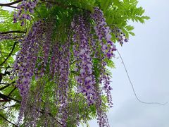 -嘉定紫藤园