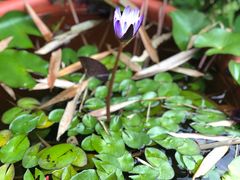 -优游吧斯邹族文化部落