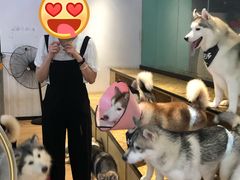 -Husky Go! 哈士奇体验馆·宠物咖啡厅狗咖