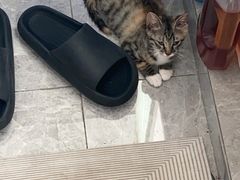 -艾贝尔宠物医院·24H转诊中心·肿瘤猫专科(江宁双龙店)