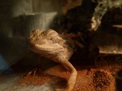 -平行世界·猫咖(首经贸店)
