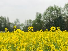 -桤木河湿地公园