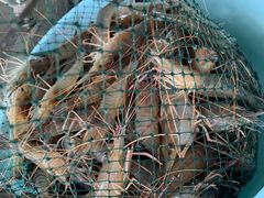 -会江钓鱼钓虾烧烤场