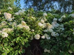 -蒲河岛湿地公园