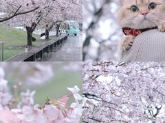 -上海辰山植物园