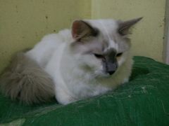 android_upload_pic-猫色咖啡·猫咖
