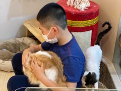 -momokira米努特·德文卷毛猫·棉花面纱犬