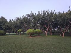 -塘沽森林公园