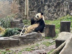 -都江堰中华大熊猫苑