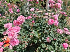 -人民公园(罗湖区)