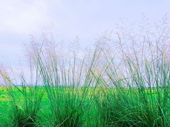 -敕勒川草原