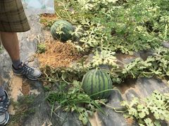 -庞各庄翠芳园西瓜蔬菜基地采摘园