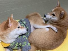 -逗柴咖啡屋·狗咖猫咖宠物桌游