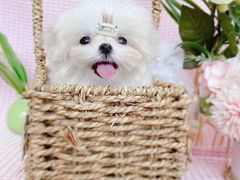 -萌宠之家·腊肠犬·马尔泰·小体犬舍
