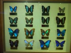 上海昆虫博物馆-上海昆虫博物馆