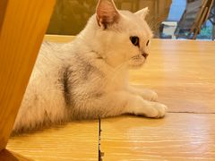 -猫咪派对(江南西店)