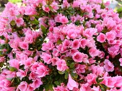 -木兰云雾山