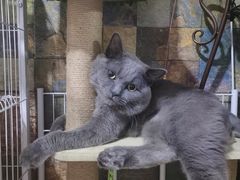-北京观赏动物医院·24小时大型综合·猫专科·异宠专科