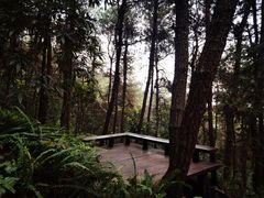 -铁山坪森林公园