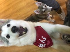 -Husky Go! 哈士奇体验馆·宠物咖啡厅狗咖