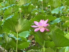 -莲花池公园