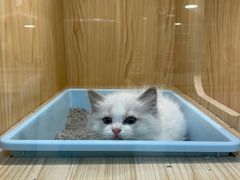-屋虎猫馆(宝安大仟里店)