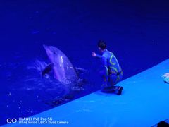 -芜湖新华联大白鲸海洋公园