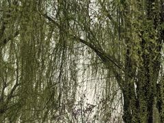 -燕郊植物园