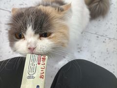 -喵园·猫主题咖啡厅·撸猫·猫咖(国贸店)