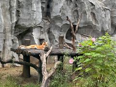 -武汉动物园