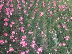 -长春公园(普阳街道)